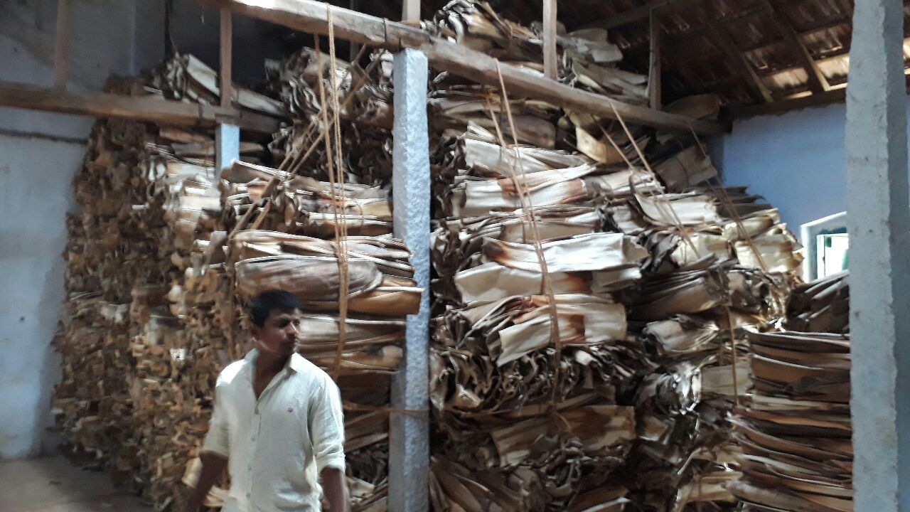 Ecogreeny_areca_palm_raw_materials